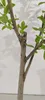 Diospyrus Kaki 'Duo' due specie su un unico albero, vaso da Anteprima dell’immagine prodotto 3