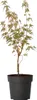 Japonský javor - Acer palmatum 'Taylor' - Výška 50-60cm - Náhľad obrázku produktu 1