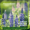 Lupine Gründünger 2 kg Produktbild-Vorschau 2