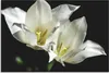 ARTland Wandbild Alu für Innen & Outdoor Tulpen - weiß auf Produktbild-Vorschau 1