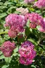 Hydrangea arborescens 'Pink Annabelle', rosa, 40–60 cm Produktbild-Vorschau 7