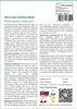 SAFLAX - Obrovský bambus Moso - Phyllostachys pubescens - Náhľad obrázku produktu 3