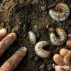 Close-up of grubs in soil, with human fingers visible. Produktbild-Vorschau