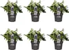 Bloomique - Lot de 6 - Helleborus Niger Christmas Carol - Voir les images du produit 1