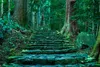 Muralo XXL Vlies FOTOTAPETE Steinwaldweg Natur (B) 270 cm x Produktbild-Vorschau 2