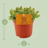 Kaktus smoczy owoc Hylocereus undatus - srednica 11cm, Podgląd zdjęcia produktu 2