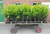 100 Kirschlorbeer Pflanzen, Höhe: 80-100 cm, Prunus Produktbild-Vorschau 2