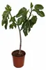 Ficus carica Cuello de Dama Blanca – fíkovník 70–100 cm, Náhled obrázku produktu 4