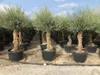 Rows of potted olive trees in a nursery or garden center. Voir les images du produit