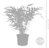 Bloomique - Lot de 2 - Fargesia Rufa - Bambou - Non traçant Voir les images du produit 4