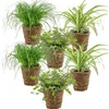 Bloomique - Lot de 6 - Plantes sans danger pour les animaux Voir les images du produit 1