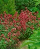 Rote Spornblume Coccineus, im Topf - Centranthus ruber Produktbild-Vorschau 3