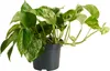 1x Epipremnum Marble Queen P12 H25 Produktbild-Vorschau 1
