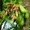Säureblimbing (Averrhoa bilimbi)  - 10 Samen Produktbild-Vorschau 1