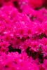 Rhododendron obtusum 'Melina', rosa Blüten, 15–20 cm Produktbild-Vorschau 4