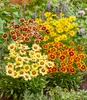 A close-up view of a garden bed filled with blooming Coreopsis flowers in various shades of yellow and red, with some purple flowers in the background. Produktbild-Vorschau