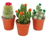 Kakteen-Set - 3 verschiedene Pflanzen im 5,5cm Topf mit Produktbild-Vorschau 1