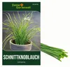 Schnittknoblauch Mehrjährig Samen - Allium tuberosum - Produktbild-Vorschau 1
