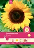 Pabst Keimkraft - Sonnenblume Sunrise Samen - 173580 Produktbild-Vorschau 1
