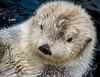 Otter Kalender 2027 Wandkalender Eintragkalender Produktbild-Vorschau 12