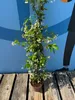 A potted plant with white flowers stands on a wooden deck against a blue background with a silhouette of a person. Náhled obrázku produktu