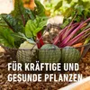 Garten Langzeit-Dünger (2 kg) | Dünger von COMPO Produktbild-Vorschau 8