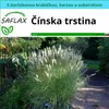 SAFLAX Darčeková sada - Čínska trstina - Miscanthus Náhľad obrázku produktu 6