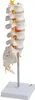 Lendenwirbelsäule Anatomie Modell Kreuzbein geöffnet Produktbild-Vorschau 2