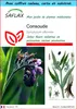 SAFLAX Ensemble-cadeau - Consoude - 15 graines - Symphytum Voir les images du produit 1