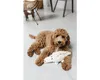 Beeztees Eco Krokodil Jort - Hundespielzeug - Fleece - 100% Produktbild-Vorschau 5