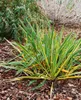 Yucca filamentosa, Palmlilie, 40–60 cm Produktbild-Vorschau 12