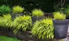 Several potted Hakonechloa macra 'Aureola' plants are arranged on a low brick wall, with lush green foliage in the background. Produktbild-Vorschau