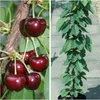 A collage showing a close-up of cherries on a branch and a young cherry tree in a pot. Produktbild-Vorschau