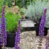6 x sauge  - Salvia nemorosa « Ostfriesland »  | Pot 9 cm x Voir les images du produit 2
