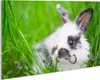 Wallario Schlüsselbrett aus Glas, Motiv: Süßer Hase im Produktbild-Vorschau 1