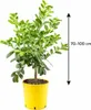 Plante « main de Bouddha » 70–100 cm – citron à doigts, Voir les images du produit 5