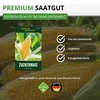Zuckermais Golden Bantam Samen - Zea mays - Zuckermaissamen Produktbild-Vorschau 8