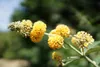Sommerflieder ´SUNGOLD´ 15-20 cm, Cont.1,4 l Produktbild-Vorschau 5
