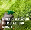 COMPO Rasenunkrautvernichter Banvel Quattro - 75 ml Produktbild-Vorschau 4