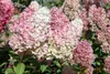 Hydrangea paniculata 'Sundae Fraise', Rispenhortensie, Produktbild-Vorschau 2