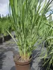 Panicum virgatum Northwind - Rutenhirse Nordwind Produktbild-Vorschau 4