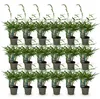 Green boutiQ - Bamboe - Fargesia robusta Pingwu - Voir les images du produit 1
