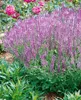 Salvia pratensis, Wiesensalbei, violett, ca. 9x9 cm Topf Produktbild-Vorschau 9