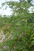 Amelanchier lamarckii, Kupfer-Felsenbirne, weiß, 40–60 cm Produktbild-Vorschau 14
