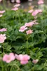 Geranium x oxonianum 'Wargrave Pink', Storchschnabel, rosa, Produktbild-Vorschau 2