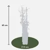 Sternjasmin Trachelospermum 'Star of Toskana' Gelb Produktbild-Vorschau 4