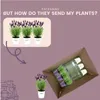 Plants by Frank | 3 Französische Lavendel Pflanzen im Produktbild-Vorschau 6