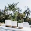 Three potted plants on a white surface with a blurred outdoor background. Náhľad obrázku produktu