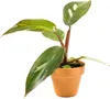 Gardners Philodendron Pink Princess, průměr 6 cm Náhled obrázku produktu 1