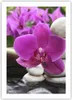 Poster - Poster ohne Rahmen - Orchidee Bambus Dekoration Produktbild-Vorschau 1